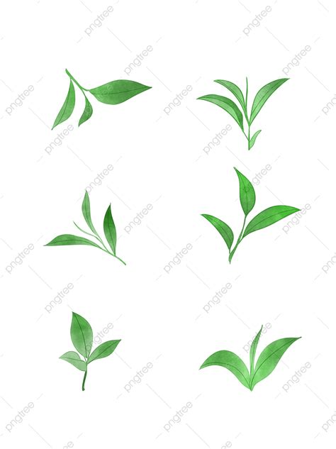 Daun Daun Teh Teh Daun Daun Daun Png Transparan Clipart Dan File Psd