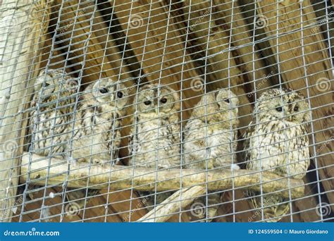 Animals In Cages At The Zoo Stock Photo Image Of Animal Tourism