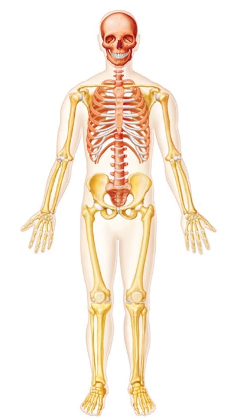 Anterior view major bones of skeleton Diagram | Quizlet