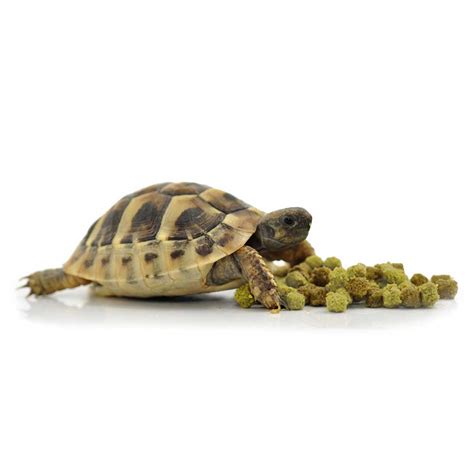 Habistat Tortoise Food Pellets Fruit And Flower 200g Serpentia