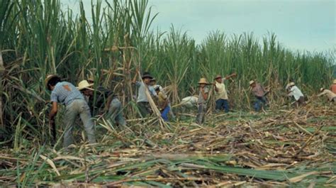 La Producción Mundial De Azúcar Creció En 30 En Nueve Años Señala El