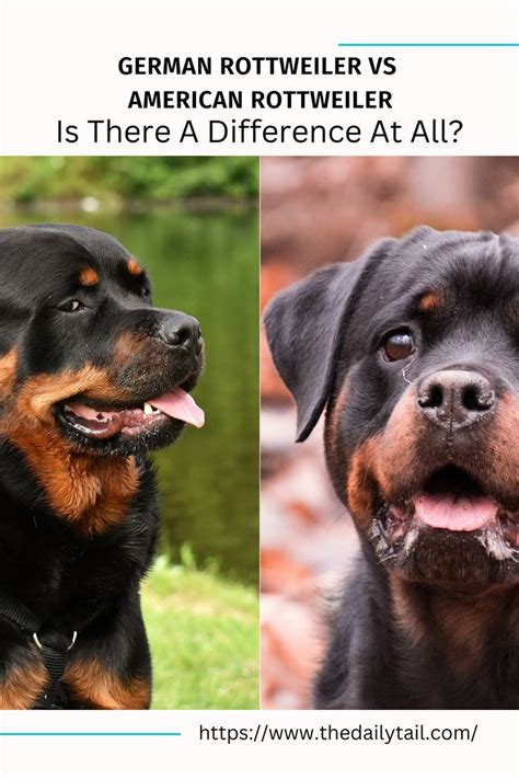 German Rottweiler Vs American Rottweiler Is There A Difference At All