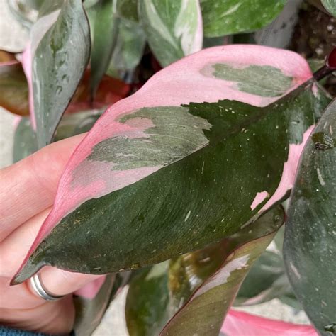 Philodendron Pink Princess Philodendron Erubescens Hybrid Pot