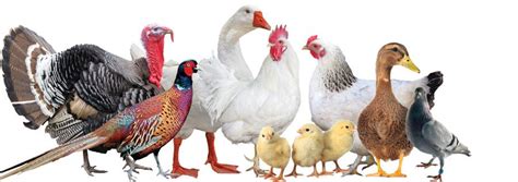 How to Start Poultry Farming Business? Chicken Farming Business Plan ...