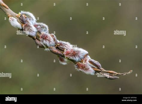 Single Branch Of Pussy Willow With White Furry Buds In Winter Devon