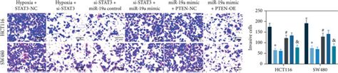 Hypoxia Induces The Stat Mir A Pten Axis To Affect Activity Of The