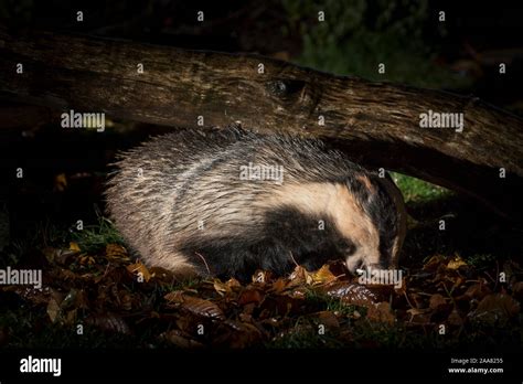 Close Up Of A Wild Urban Badger Meles Meles Hiding Isolated In The