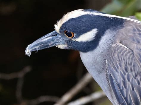 Tree-top nesting | Birder's Journey