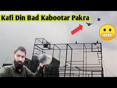 Kafi Din Bad Kabootar Pakra How To Catch Pigeo Pak Birds Gallery