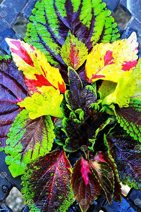 Coleus Leaves In Psychedelic Colors Arrangement Stock Image Image Of