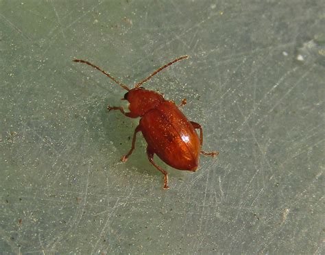 Leaf Beetle Gedling Conservation Trust Nottingham