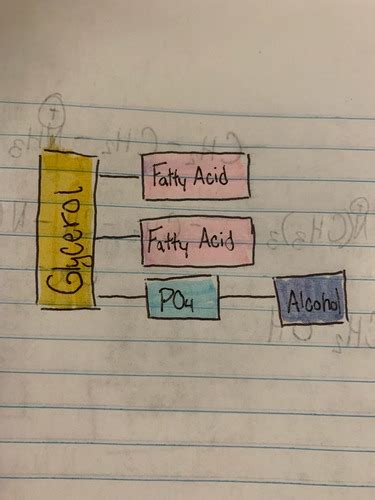 Membrane Lipid Classification Flashcards Quizlet