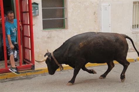 Tibi Celebra Su Tradicional Entr De La Vaca Informaci N