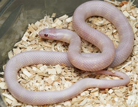 Lavender Albino - Kingsnake Traits - Morphpedia