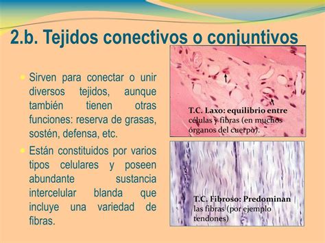 Ppt B Tejidos Conectivos O Conjuntivos Powerpoint Presentation