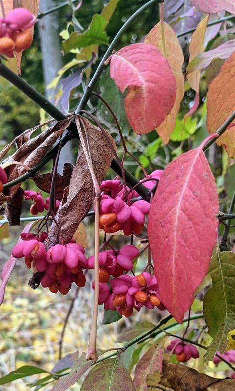 European Spindle Etobicoke Ontario Jmaxtours Flickr