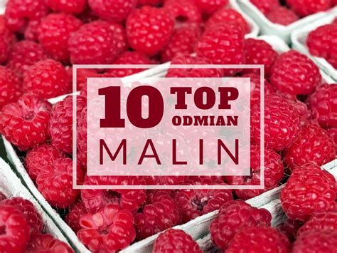 Top 10 odmian malin BEZ OGRÓDEK blog ogrodniczy