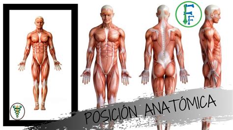 Posición Anatómica Del Cuerpo