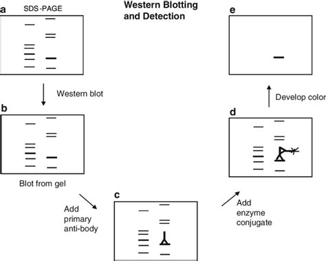 Schematic Diagram Of A Typical Western Blot The Typical