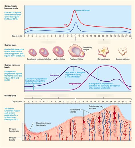 Uterine And Ovarian Cycle Diagram Quizlet