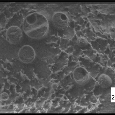 Cryo Sem Images Of The Fractured Surface Of Vitrified Cellulose Coated