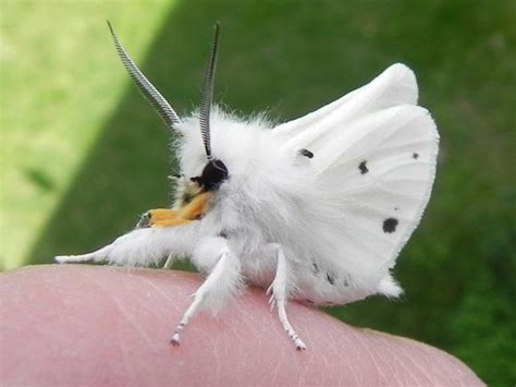 15 Superbes Animaux étonnants Et Plutôt Insolites 2tout2rien