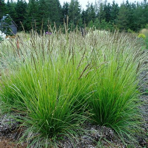 Sesleria Jesienna 1 Szt Trawa Ozdobna Sadzonki 14092669987