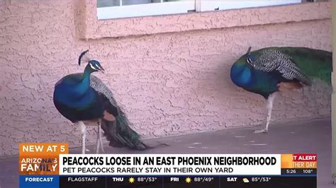 Peacocks Loose In Phoenix Neighborhood Causing Concerns Youtube