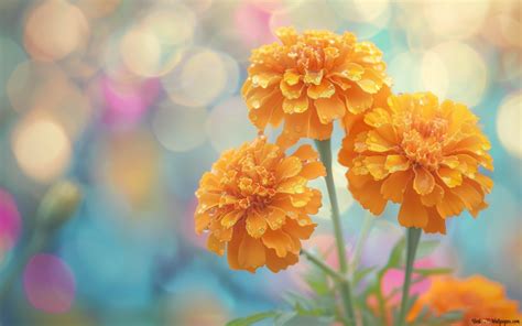 Yellow Marigold Flower 8K wallpaper download