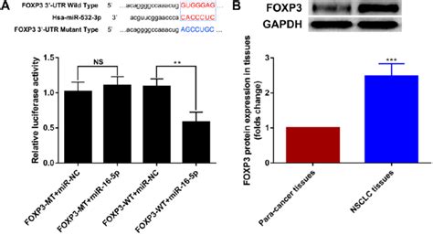 Foxp Is A Direct And Functional Target Of Mir P A Diagram Of