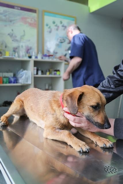 Kačji ugriz pri psih Kako ga prepoznamo in prva pomoč PasjaHrana net