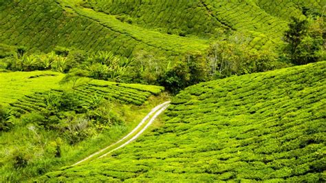 Alle Informatie Over De Cameron Highlands Wanderlustig