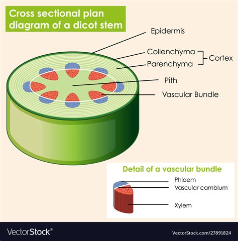 Diagram Showing Cross Sectional Plat Dicot Stem Vector Image