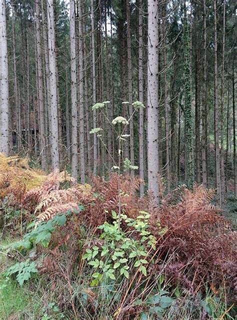 Wald Engelwurz Wald Engelwurz Angelica Sylvestris C Ka Flickr