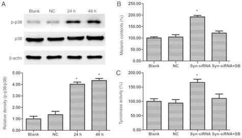 Syntenin Regulates Melanogenesis Via The P38 MAPK Pathway