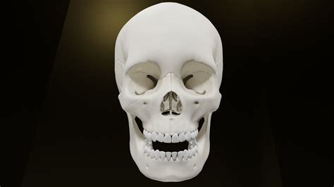 Human Male Skull And High Detail Human Skull 3d Model Cgtrader