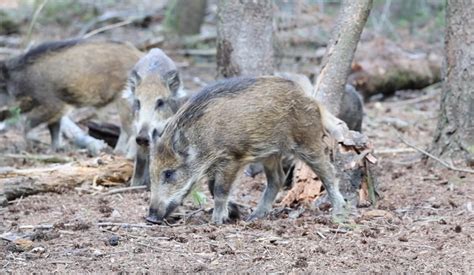 Jonge Wilde Zwijnen Schuren Tegen Boom Zelf Geschoten Vroege Vogels