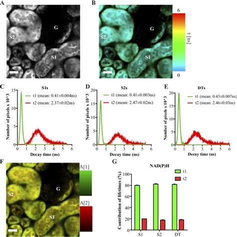 Sources Of Nad P H And Flavoprotein Fp Autofluorescence In