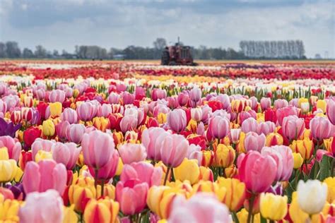 Amsterdam Visite guidée privée Tulip Experience Keukenhof et