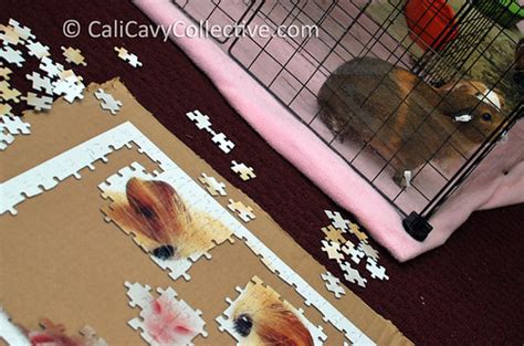 Cali Cavy Collective: a blog about all things guinea pig: A guinea pig puzzle