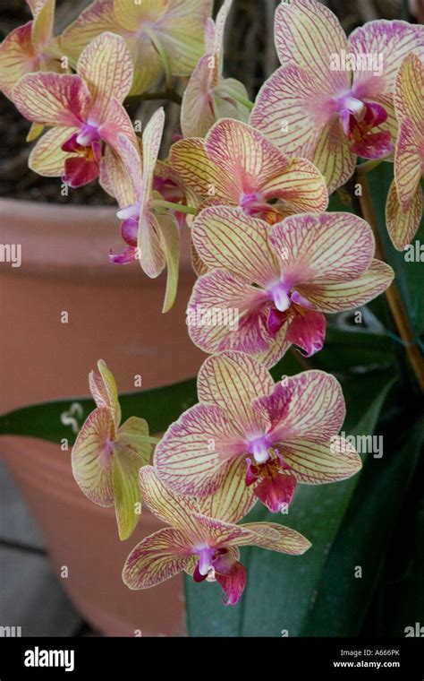 Baldans Kaleidoscope Phalaenopsis Orchid Stock Photo Alamy