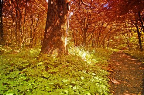 De Herfstbos Met Kleurrijke Bomen Dalende Bladeren Op Een Zonnige Dag