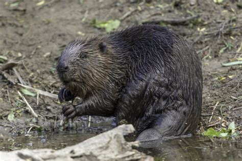 Beavers And The British Army Beaver Trust