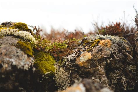 How To Grow Moss On Rocks Get Started Today Geniuswriter