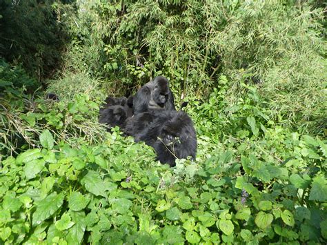 Gorilla Families In Rwanda Gorilla Trekking Expedition