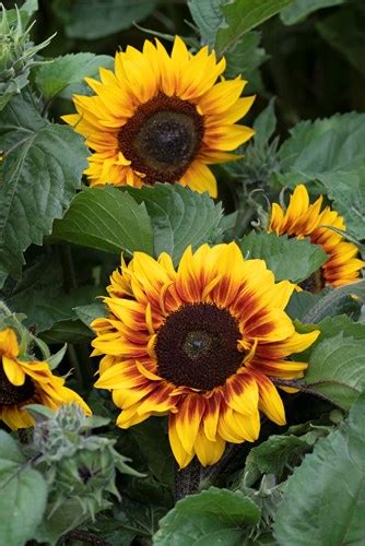 HELIANTHUS Annuus Semi Dwarf Orange Mahogany Bicolour F1 Takii Europe