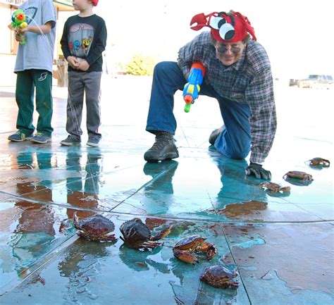 Here Is Video Of Crabs Racing On Eurekas Waterfront Video Lost