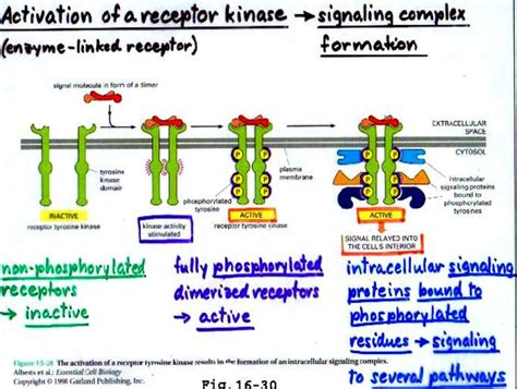 Receptor Tyrosine Kinase Pathway