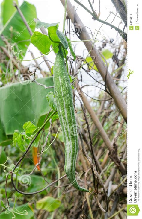 Snake Gourd Hanging On Vin Stock Image Image Of Indian