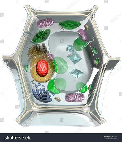 Diagram Of The Structure Of The Plant Cell Stock Photo